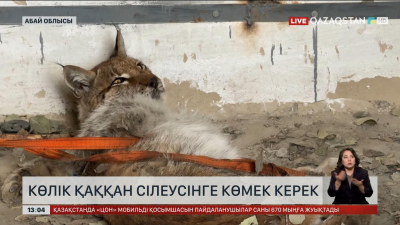 Семейде сілеусінді көлік қағып кеткен
