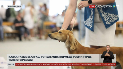 Қазақ тазысы алғаш рет әлемдік көрмеде ресми түрде таныстырылды