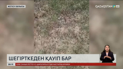 Қызылордада шегірткеге қарсы өңдеу жұмыстарына жел кедергі