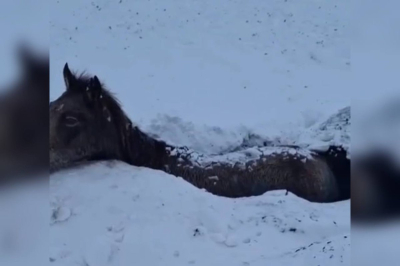 БҚО-да жылқылар қырылып жатыр: сорға батқан үйірге кім жауапты?