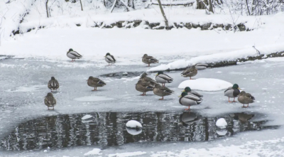 Жаңбыр аралас қар мен көктайғақ: бүгін ауа райы қандай болады?