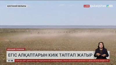 Қостанай облысындағы егіс алқаптарына киіктердің зардабы тиюде