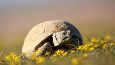 Қазақстанда ортаазиялық тасбақаларды пайдалануға 2040 жылға дейін тыйым салынды