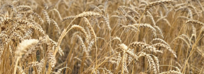 Қазақстанда 26,3 млн тонна астық бастырылды