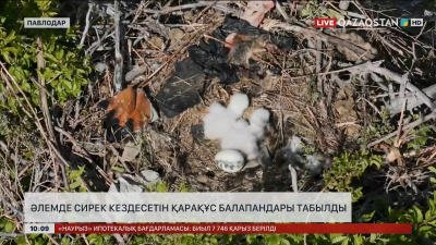 Әлемде сирек кездесетін қарақұс балапандары табылды