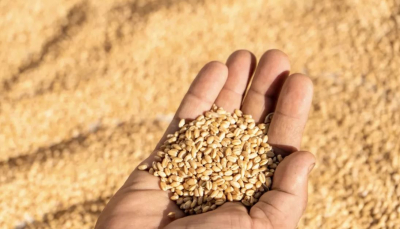 Дәнді дақылдарды жинау аяқталды