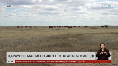БҚО-да қараусыз мал мен киіктен жол апаты жиіледі