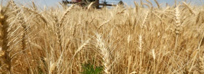 Шаруалардың егісі тарылса да өнімі мол шықты