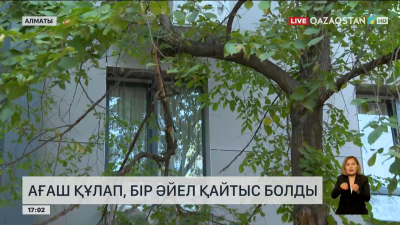 Алматыда ағаш құлап, 29 жастағы келіншек жан тапсырды