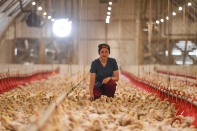 Төл өнім төрге озса игі