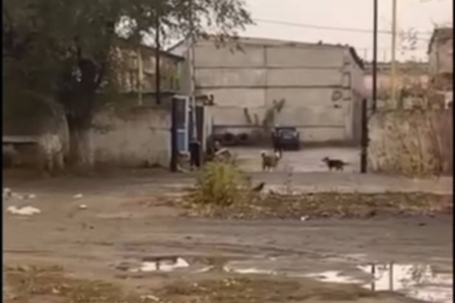 Ақтөбеде гараж маңында балалар мен қаңғыбас иттер бірге жүр (ВИДЕО)