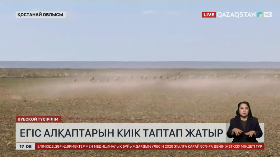 Қостанай облысындағы егіс алқаптарына киіктердің зардабы тиюде